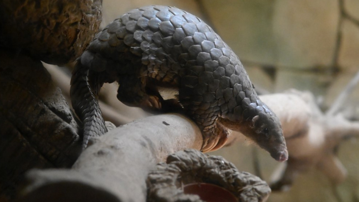 Indonesia Intensifies Crackdown on Pangolin Trafficking Networks
