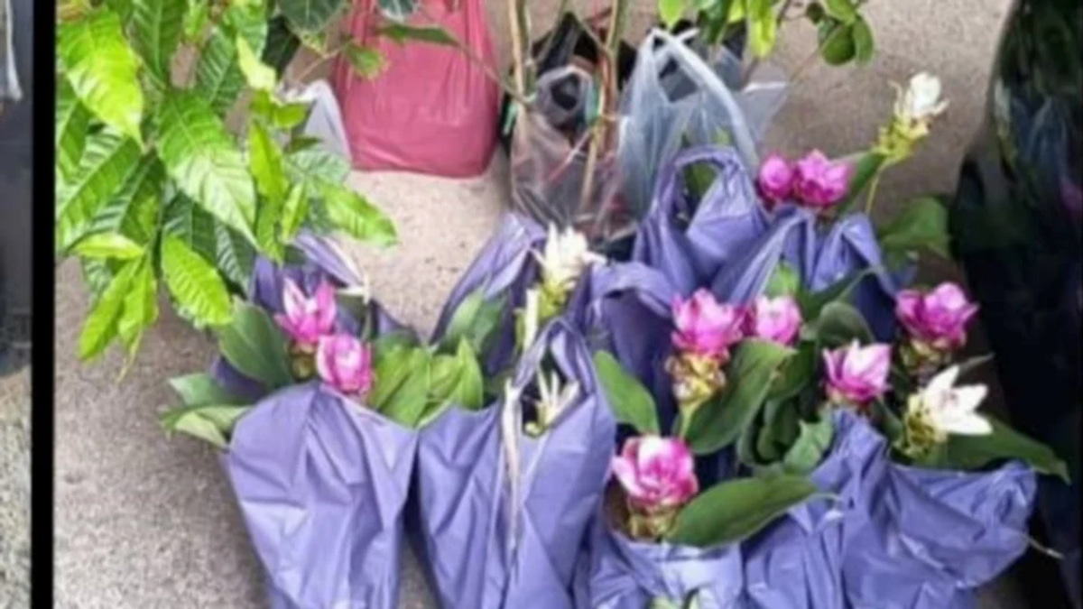 Two Elderly Women Arrested for Smuggling Plant Seedlings from Thailand Through Kelantan Illegal Port