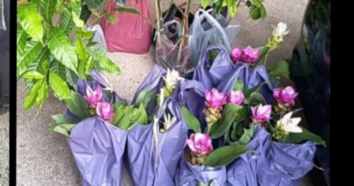 Two Elderly Women Arrested for Smuggling Plant Seedlings from Thailand Through Kelantan Illegal Port