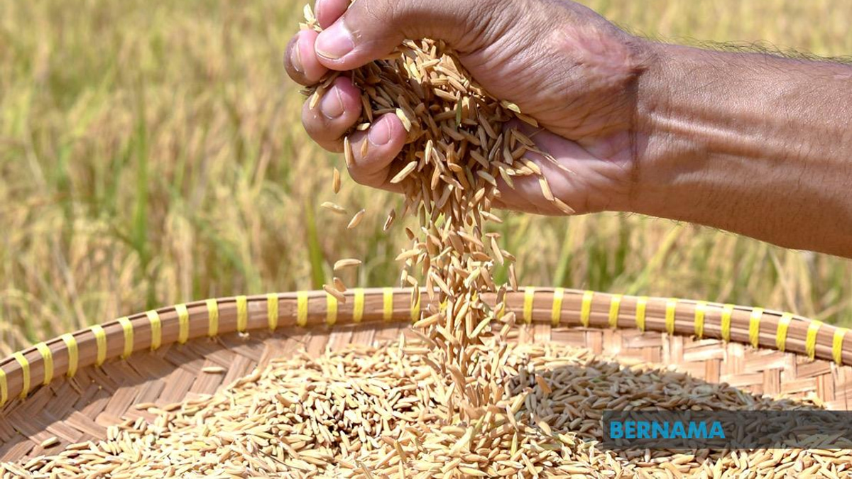Indonesia Negotiating Rice Export Deals With Malaysia and Singapore