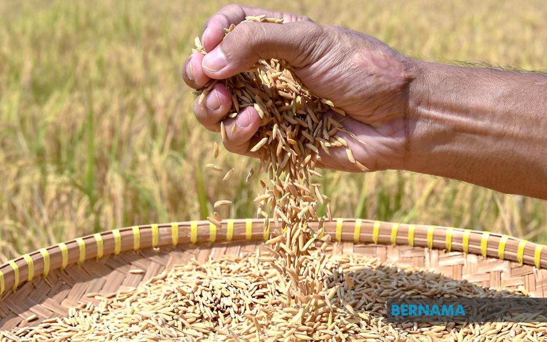 Indonesia Negotiating Rice Export Deals With Malaysia and Singapore