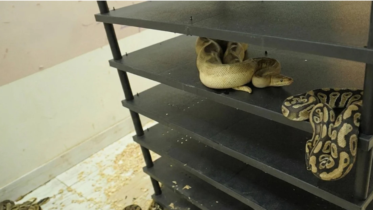 Chinese man jailed for operating illegal python breeding operation housing 300+ snakes in residential flat