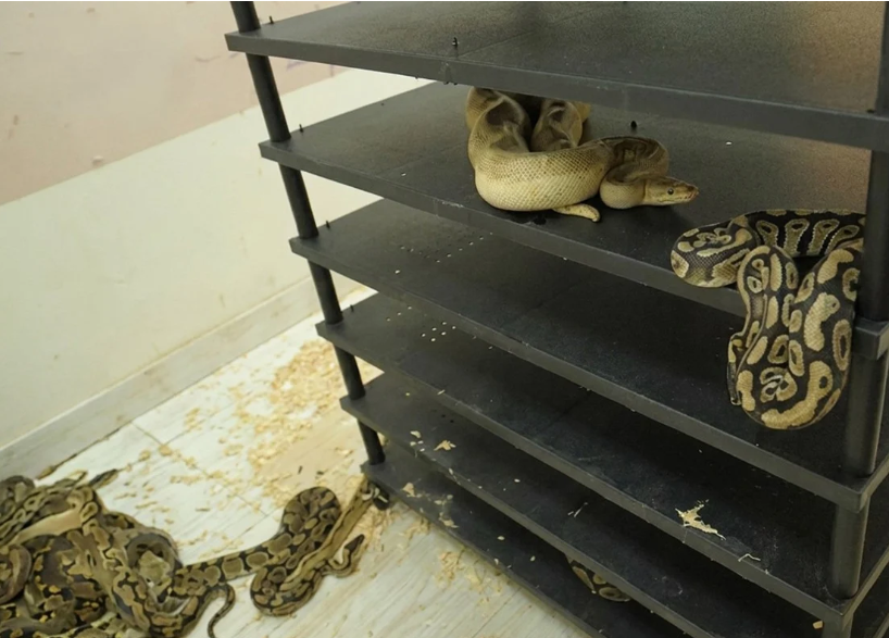 Chinese man jailed for operating illegal python breeding operation housing 300+ snakes in residential flat