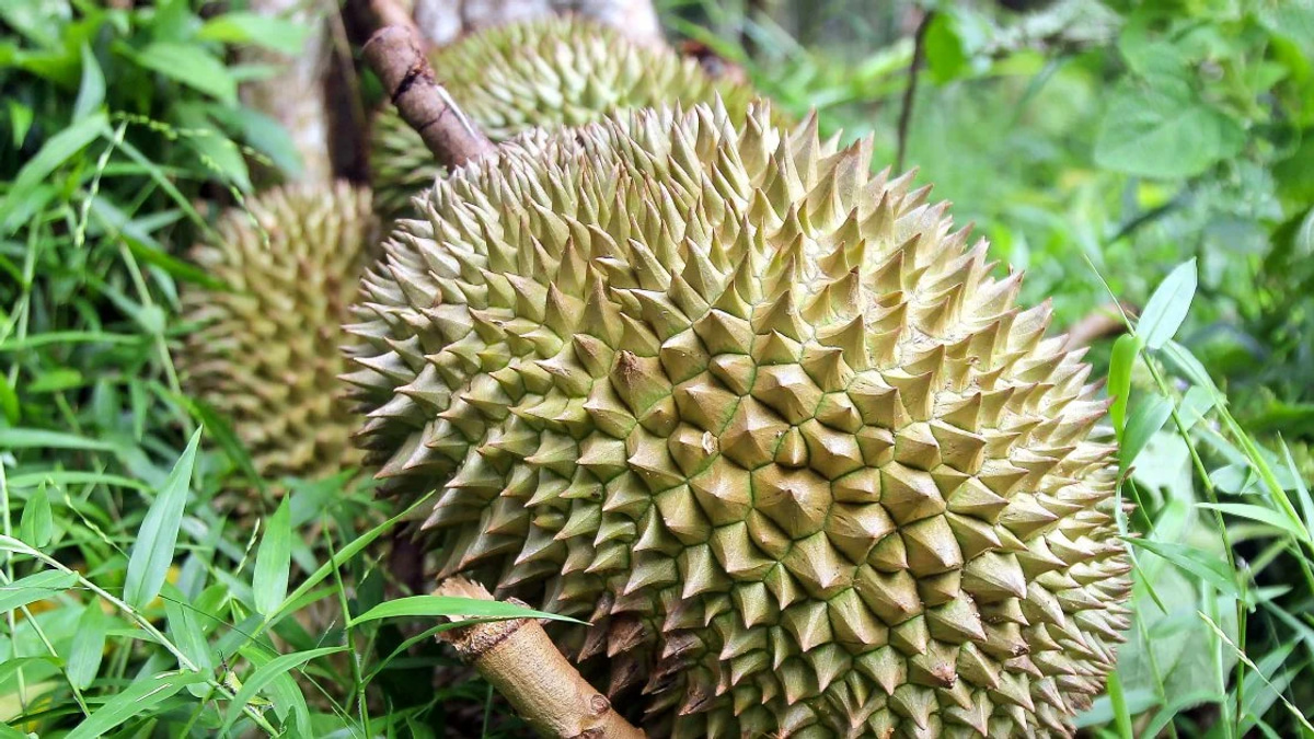 Four arrested in brazen orchard raid that netted durians and motorcycle