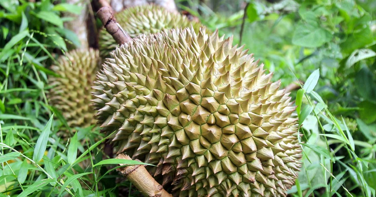 Four arrested in brazen orchard raid that netted durians and motorcycle