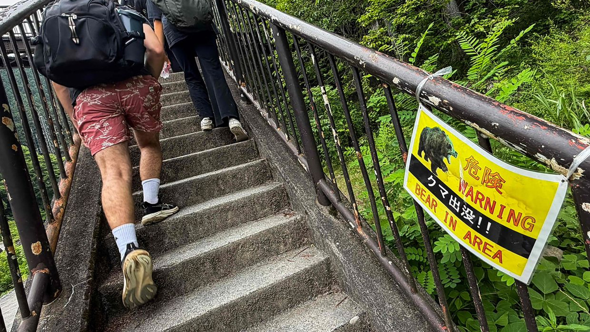 Japan Launches Nationwide Bear Surveillance Programme Amid Deadly Attack Surge