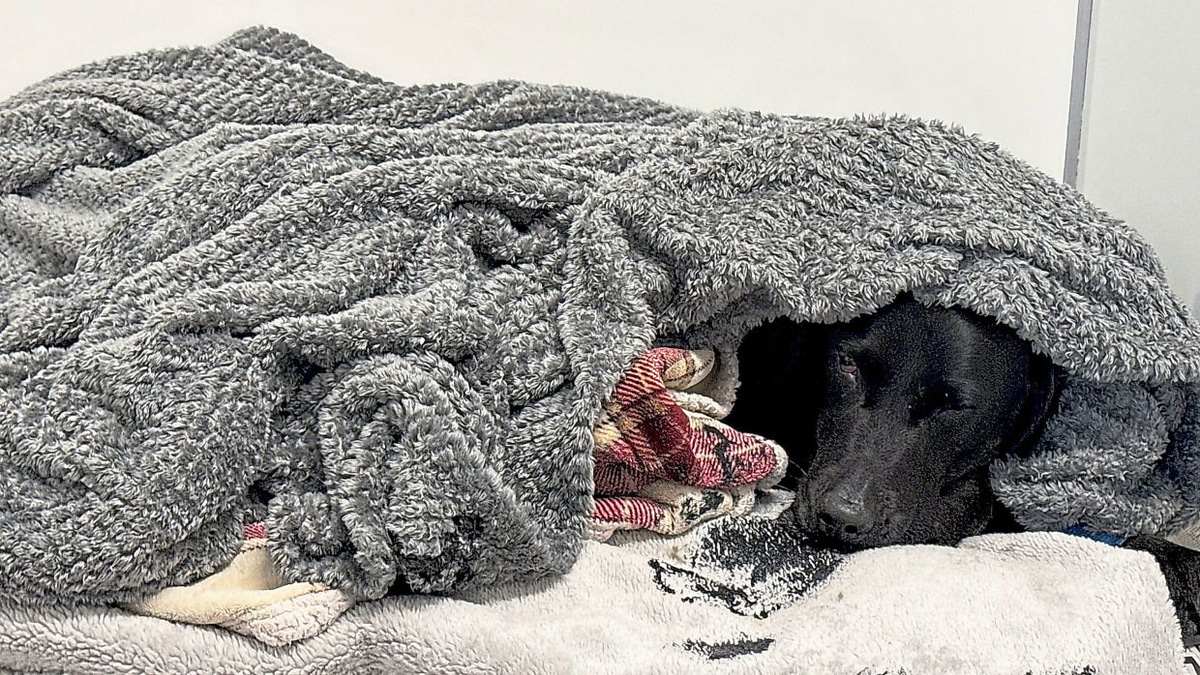 Scottish Mountain Rescue Saves Labrador After Cannabis Ingestion on Ben Nevis