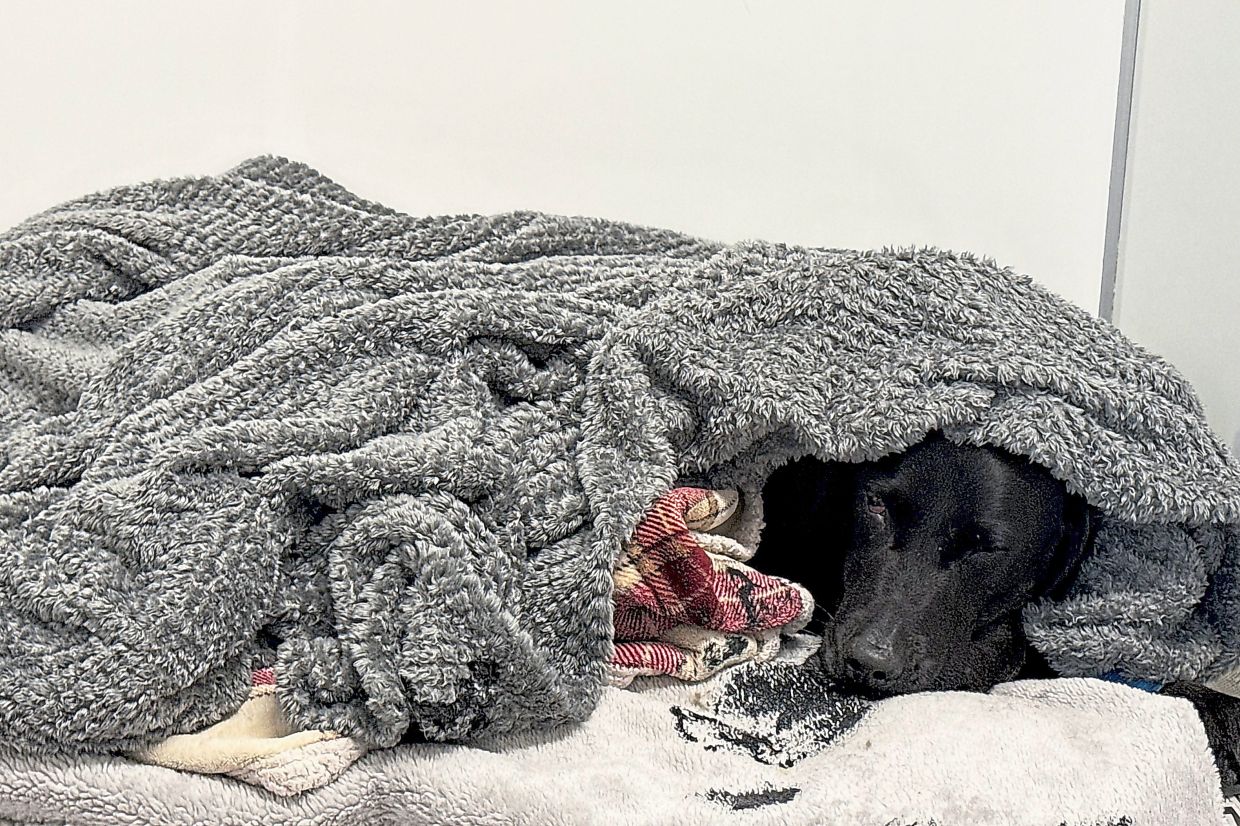 Scottish Mountain Rescue Saves Labrador After Cannabis Ingestion on Ben Nevis