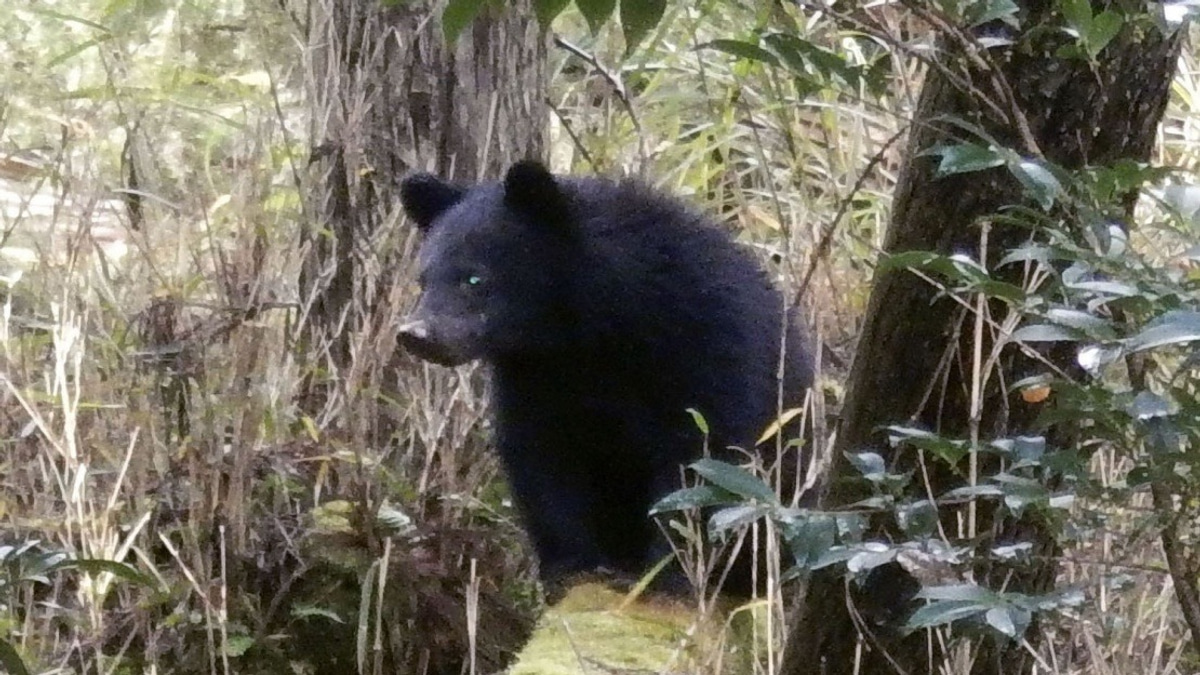 Japan's Wildlife Crisis Sparks Harassment Wave Against Local Officials