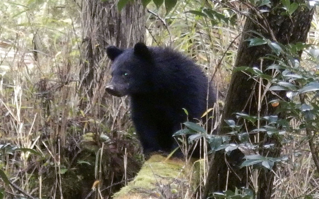 Japan's Wildlife Crisis Sparks Harassment Wave Against Local Officials
