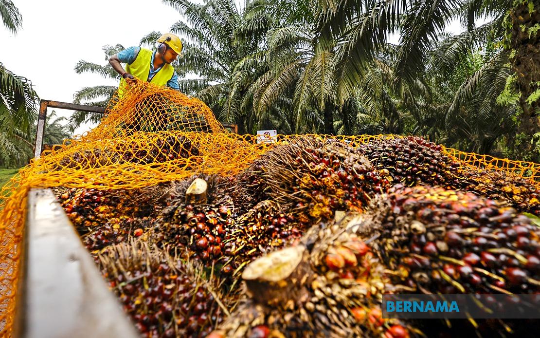 MPOB to establish RM20-25 million research hub in Melaka to strengthen palm oil sector