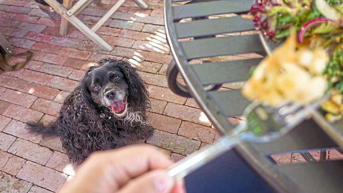 Taking Your Dog to Outdoor Restaurants in Malaysia: A Pet Owner's Guide