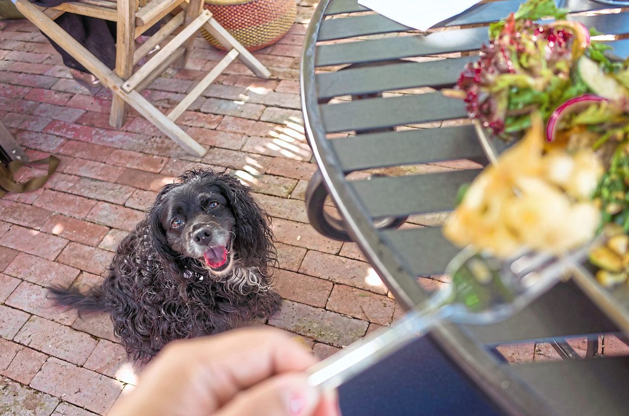 Taking Your Dog to Outdoor Restaurants in Malaysia: A Pet Owner's Guide