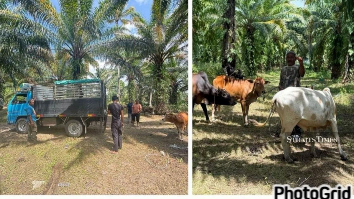 Police Dismantle Cattle Theft Network, Recover 32 Head Worth RM96,000
