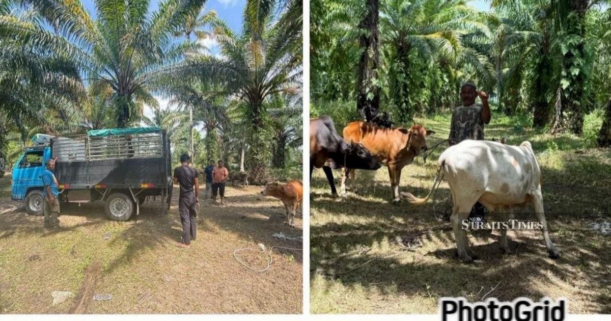 Police Dismantle Cattle Theft Network, Recover 32 Head Worth RM96,000