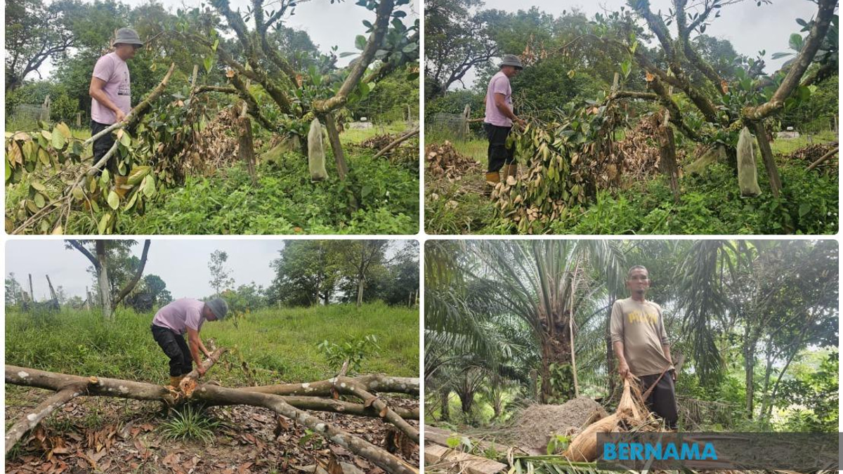 Wild Elephants Breach Residential Areas Again in Terengganu, Sparking Habitat Concerns