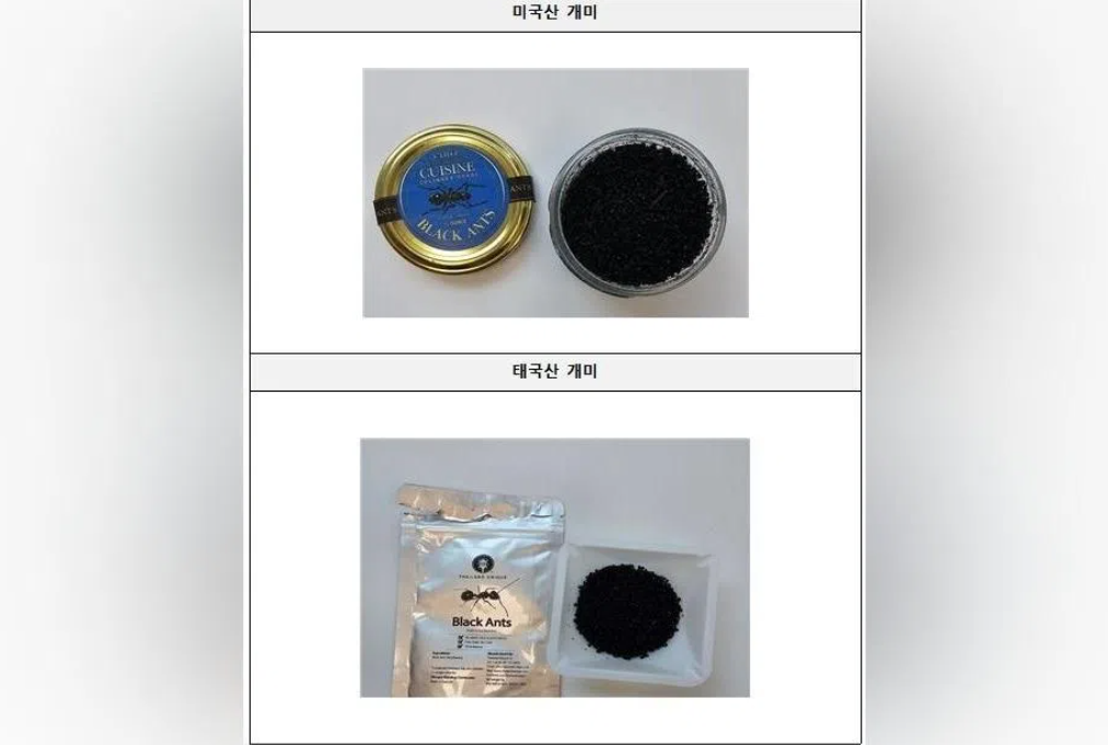 South Korean Michelin Chef Faces Prison Over Illegal Ant Garnish in Sorbet