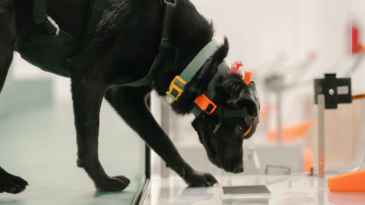 Indian startup harnesses cancer-detecting dogs and artificial intelligence for affordable mass screening