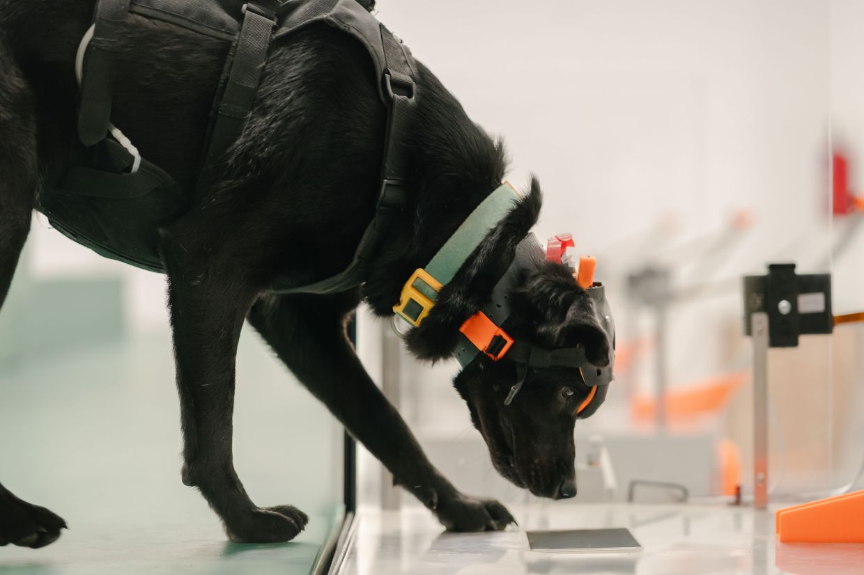 Indian startup harnesses cancer-detecting dogs and artificial intelligence for affordable mass screening