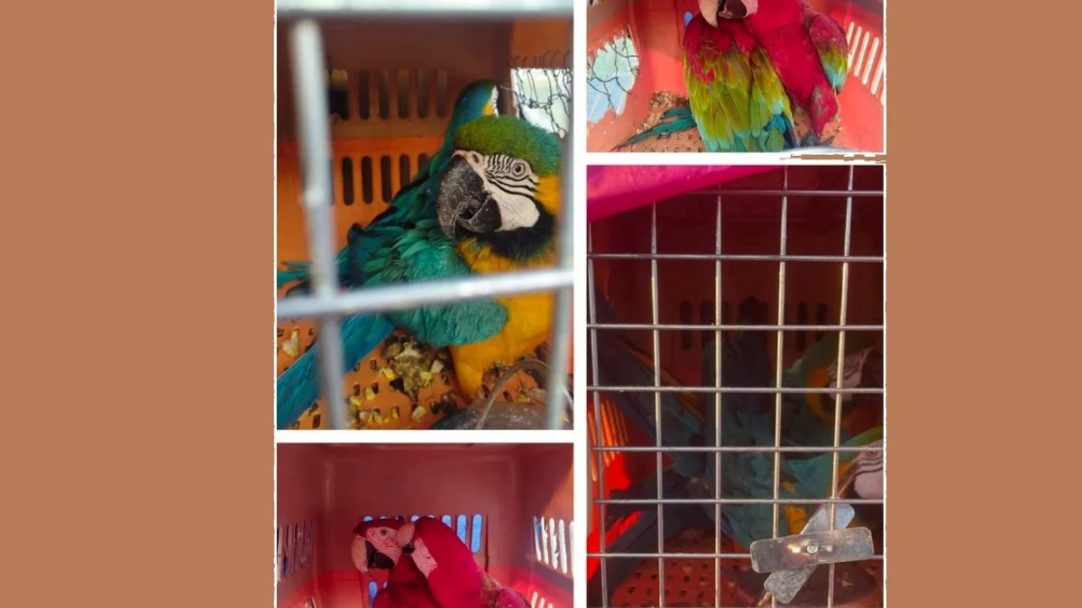 Two arrested in Kelantan with eight protected macaws worth RM400,000