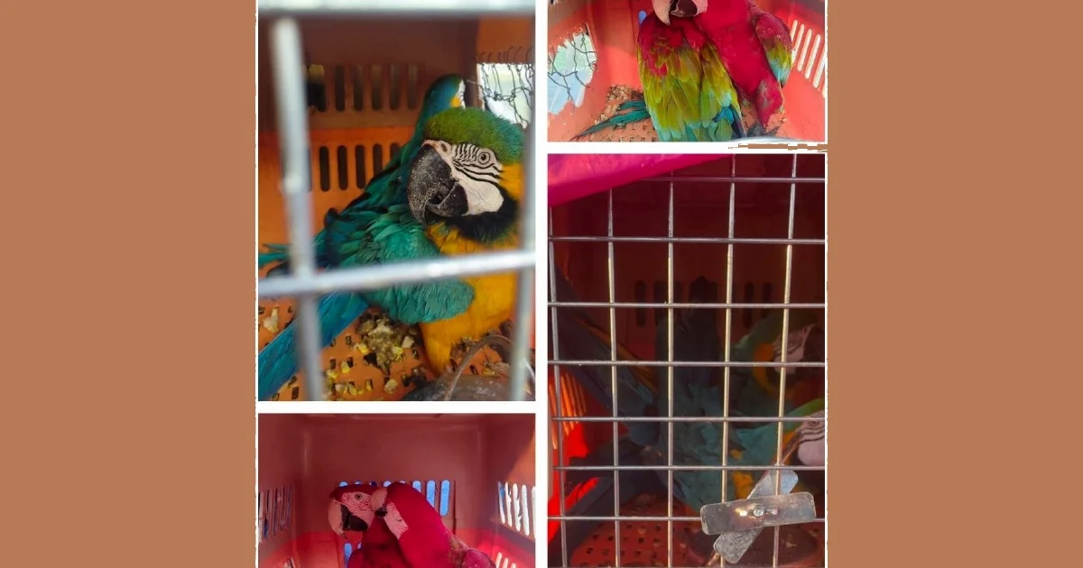 Two arrested in Kelantan with eight protected macaws worth RM400,000