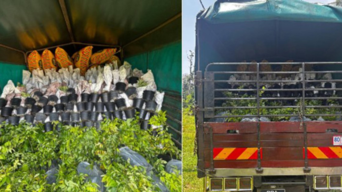 Lorry driver held after police seize RM200k haul of illegal ornamental saplings at border