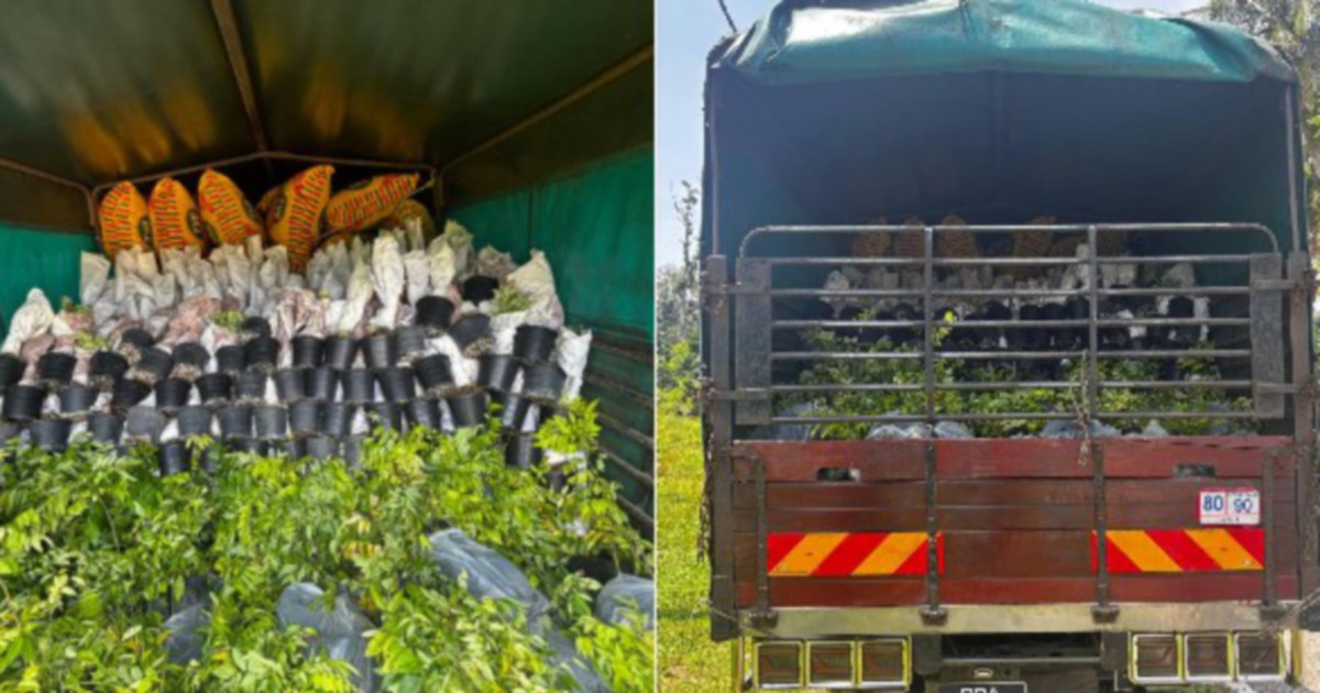 Lorry driver held after police seize RM200k haul of illegal ornamental saplings at border