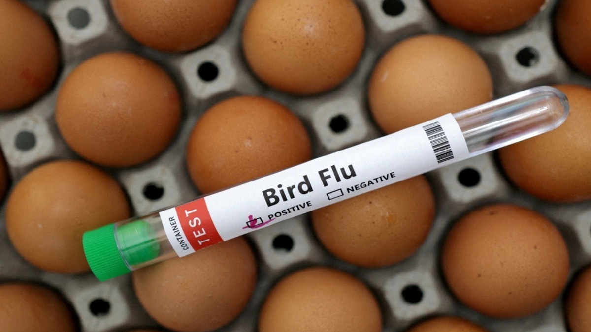 Victoria Orders Mandatory Indoor Housing for Poultry as H5N1 Bird Flu Spread Accelerates