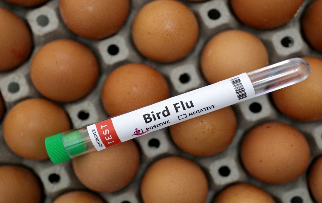 Victoria Orders Mandatory Indoor Housing for Poultry as H5N1 Bird Flu Spread Accelerates