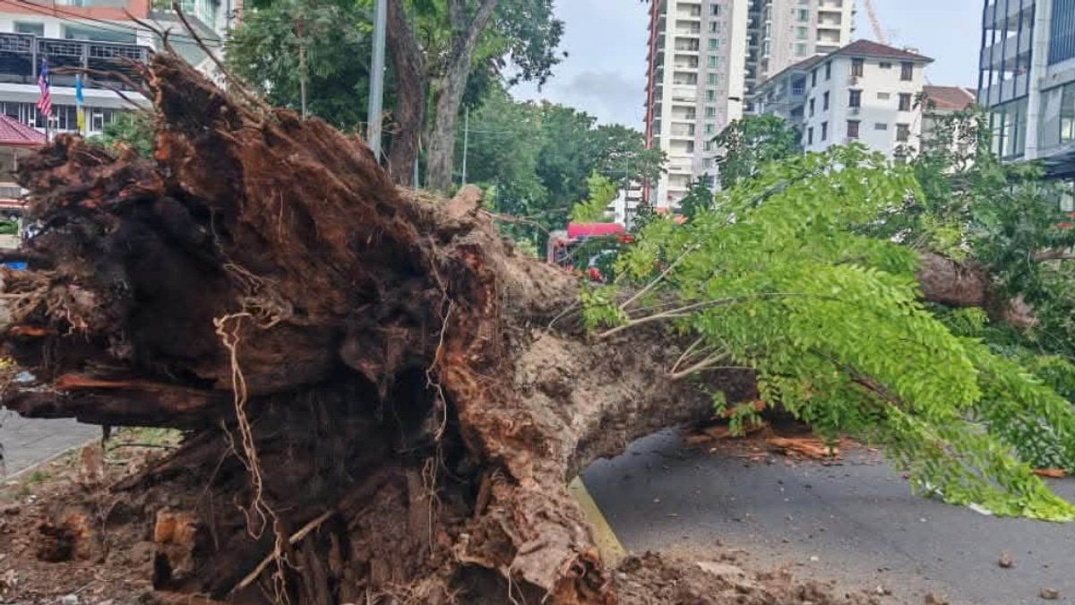 Structural Decay and Poor Soil Conditions Led to Collapse of 90-Year-Old Angsana Tree in George Town