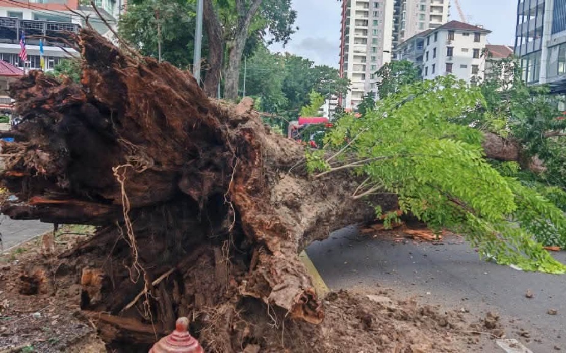 Structural Decay and Poor Soil Conditions Led to Collapse of 90-Year-Old Angsana Tree in George Town