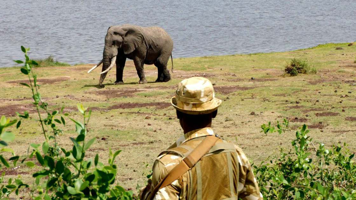 Kenya launches investigation into sudden death of 15 elephants at Amboseli park
