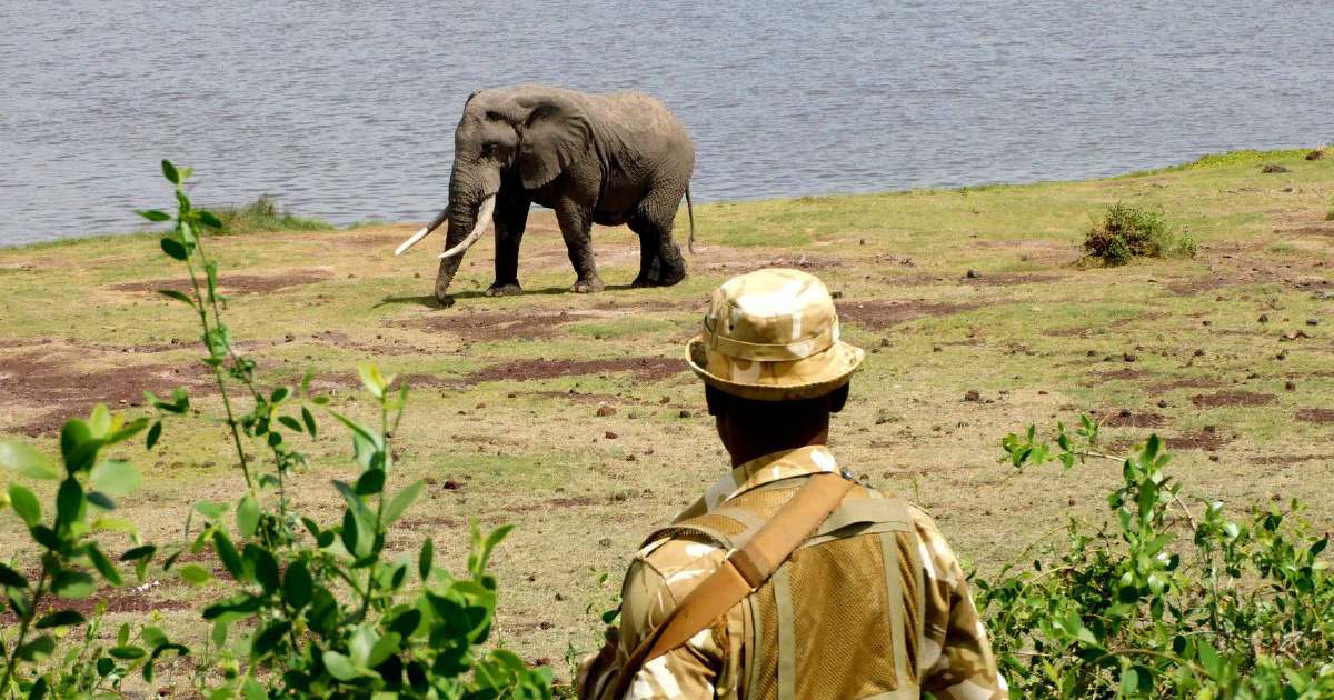 Kenya launches investigation into sudden death of 15 elephants at Amboseli park