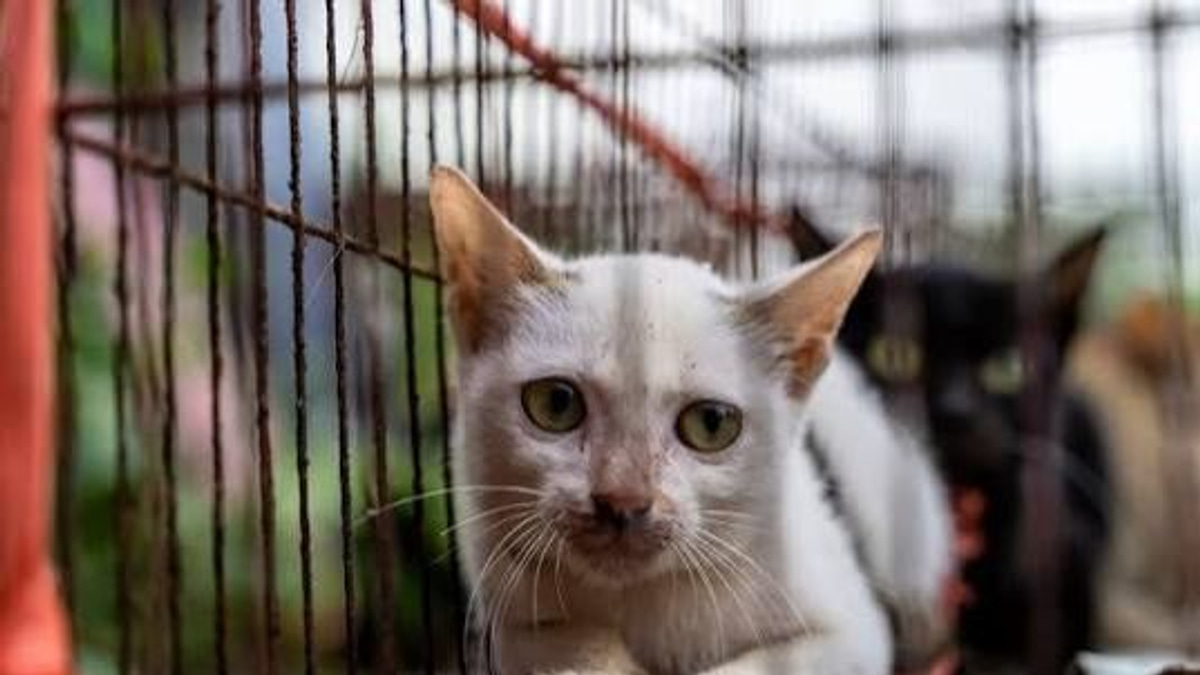 Police bust Vietnam cat-theft syndicate, reunite 40 stolen pets with owners