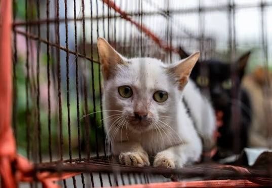 Police bust Vietnam cat-theft syndicate, reunite 40 stolen pets with owners