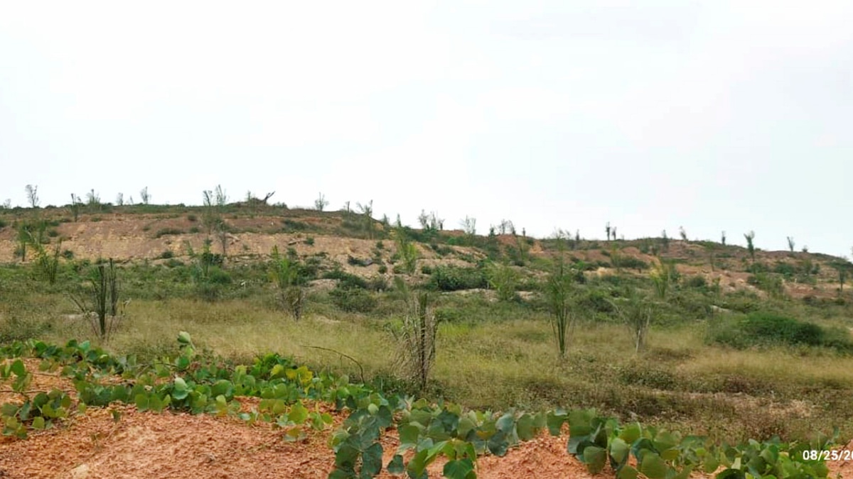 Felda Settlers File Complaint Over Defective Oil Palm Seedlings with MACC