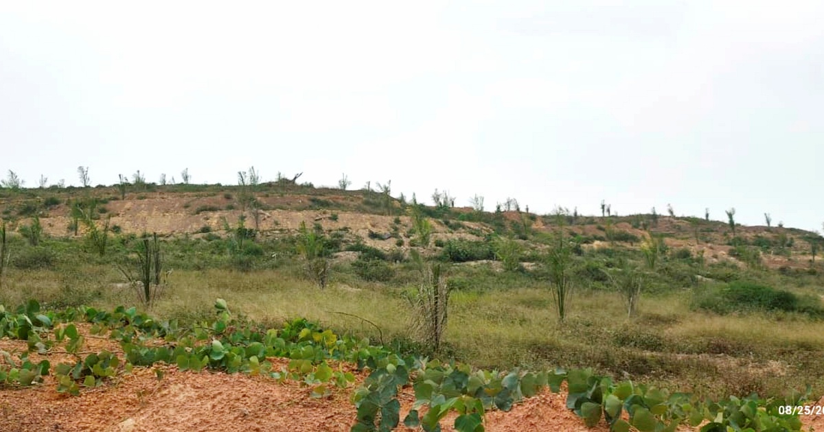 Felda Settlers File Complaint Over Defective Oil Palm Seedlings with MACC