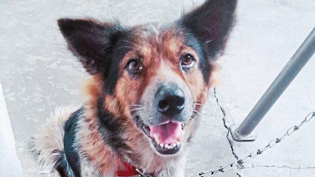 The Case for 24-Hour Veterinary Care in Malaysia: One Family's Tragedy