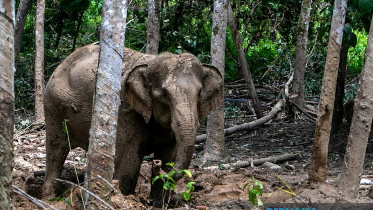Orang Asli Villager Critically Injured in Elephant Attack While Protecting Crops