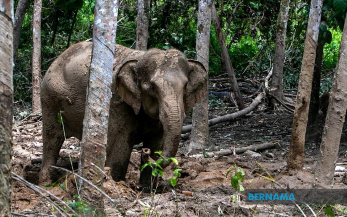 Orang Asli Villager Critically Injured in Elephant Attack While Protecting Crops