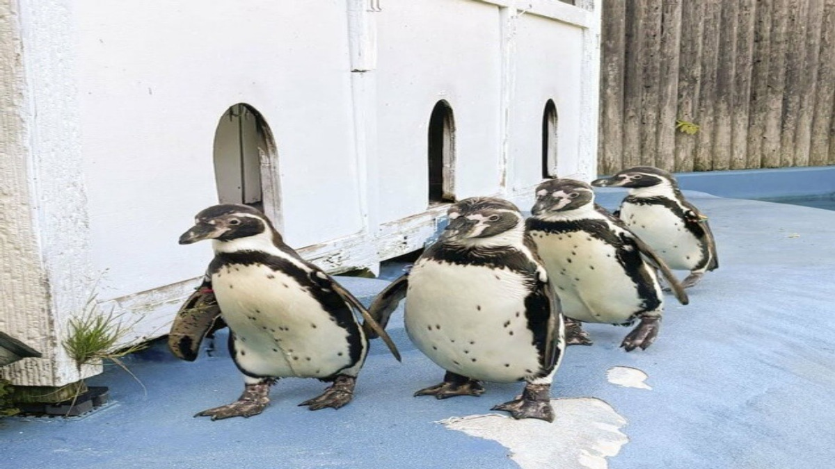All Four Penguins at Japanese Zoo Die from Avian Malaria