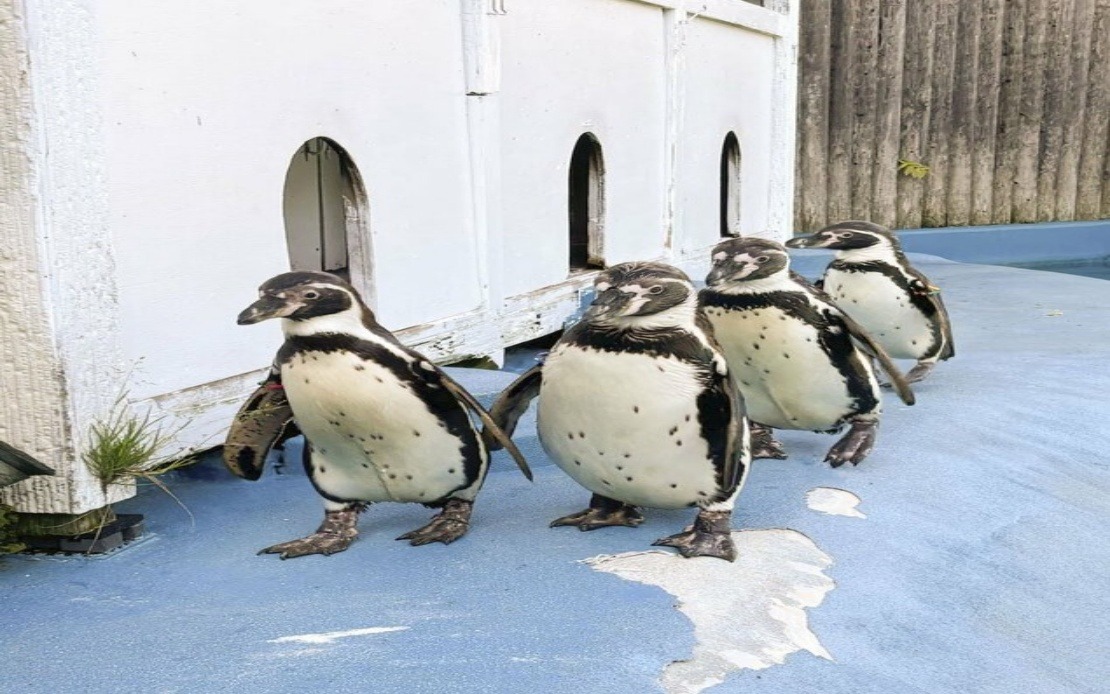 All Four Penguins at Japanese Zoo Die from Avian Malaria