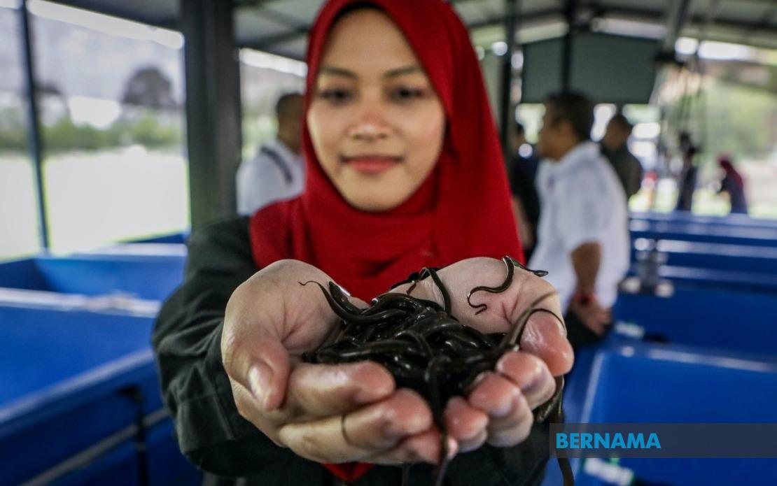 PTSS Bridges Education and Enterprise: Eel Farming Project Empowers Perlis Communities