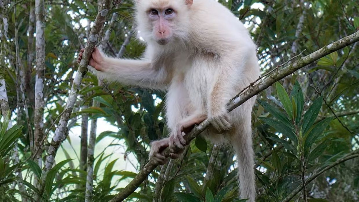 Philippines launches protection drive for rare white macaque in Sultan Kudarat
