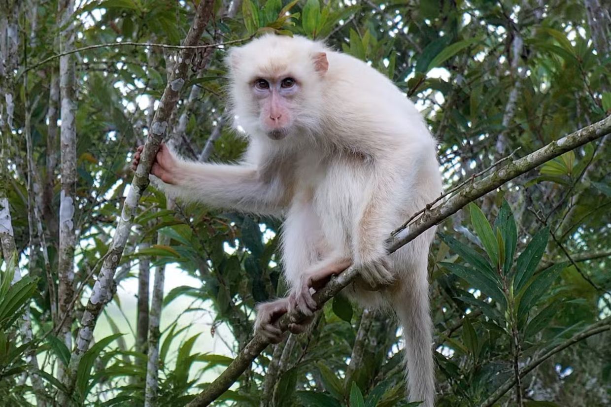 Philippines launches protection drive for rare white macaque in Sultan Kudarat