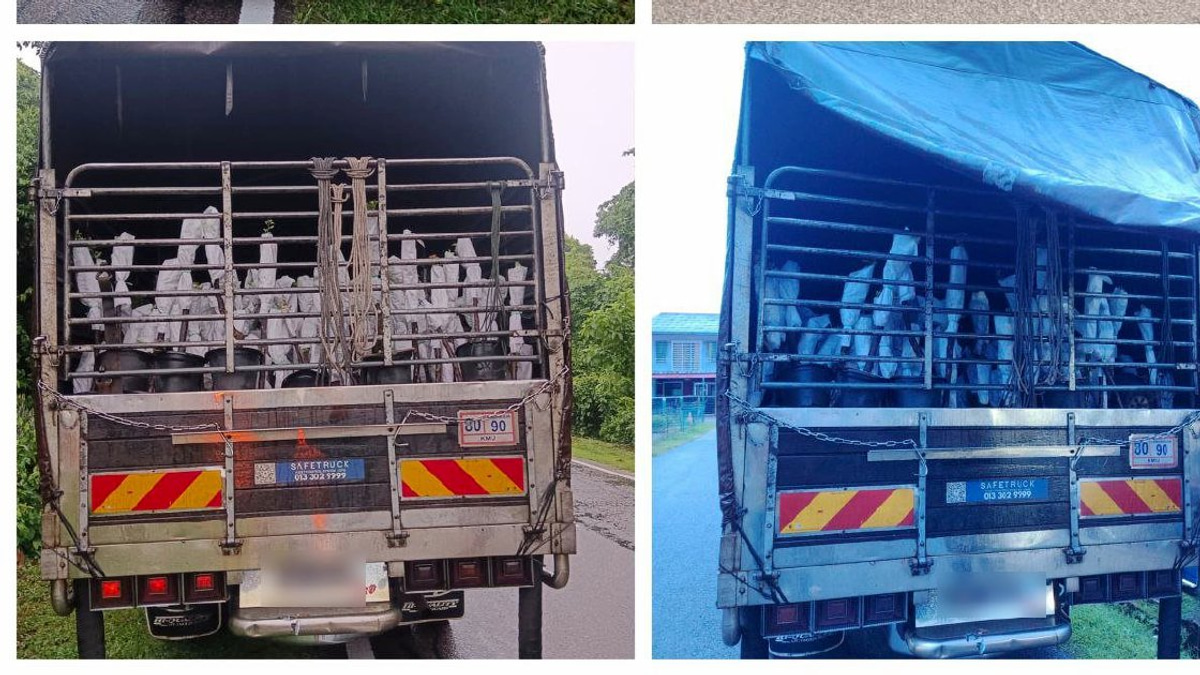 Lorry Driver and Attendant Nabbed with RM85,000 Worth of Smuggled Plant Saplings from Thailand