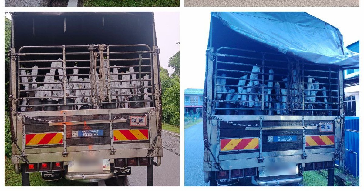 Lorry Driver and Attendant Nabbed with RM85,000 Worth of Smuggled Plant Saplings from Thailand