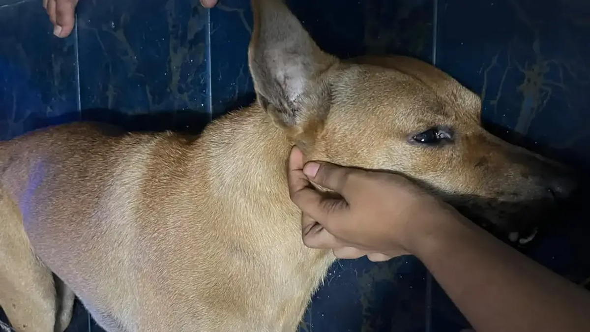 Independent Investigation Needed into Dog's Death During Enforcement Operation, Says Santiago