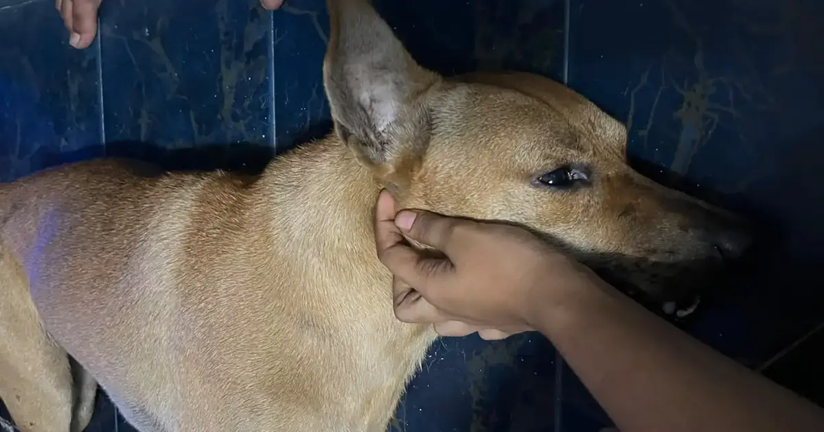 Independent Investigation Needed into Dog's Death During Enforcement Operation, Says Santiago