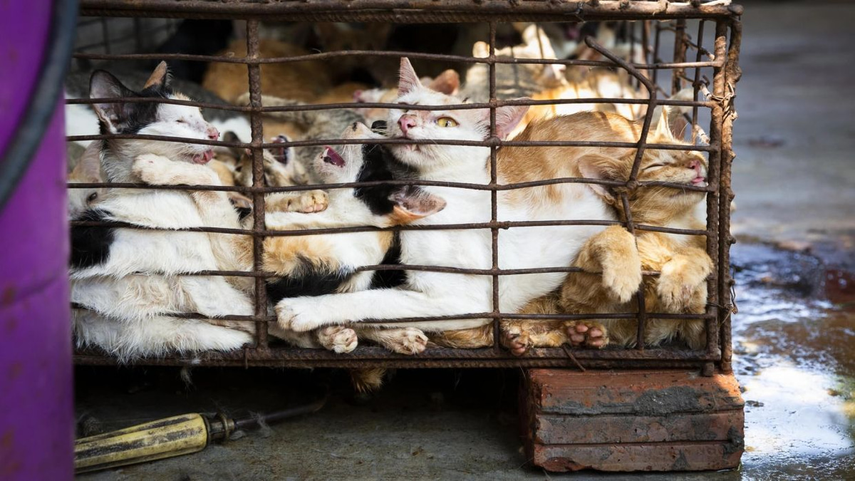 Underground cat meat trade persists across Indochina despite public opposition